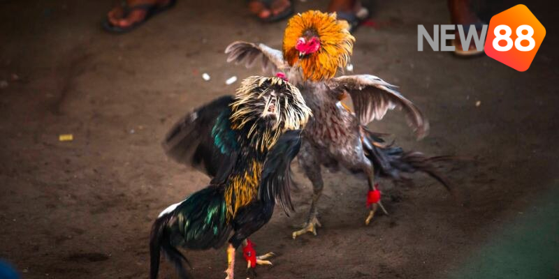 Mẹo đá gà cho hay không nên cược cửa Tie