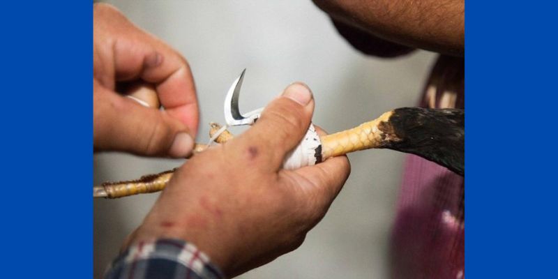 Kinh nghiệm nuôi gà chiến hiệu quả trong thi đấu