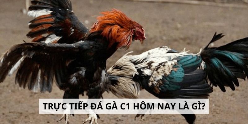 Tìm hiểu đôi nét về trận trực tiếp đá gà C1