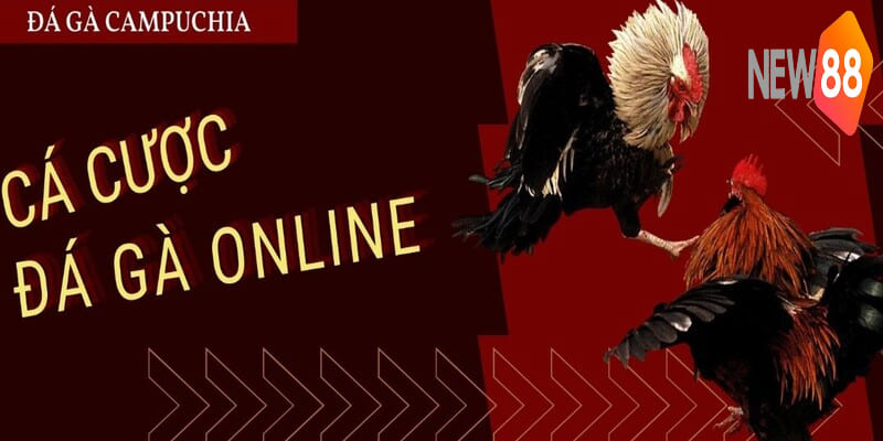 Cập nhật thông tin về chiến kê để đặt cược chính xác