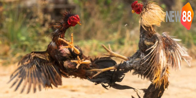 Khả năng của gà chọi Malaysia