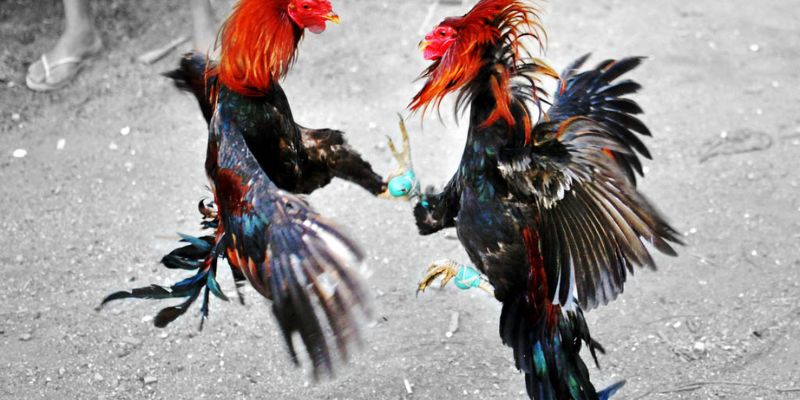 Khi tham gia luật chấp trong đá gà cần xác định rõ sức mạnh đối thủ