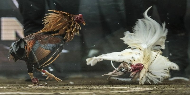 Diễn biến trận đấu