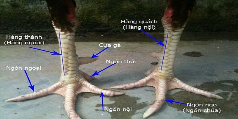 Tổng hợp cách chọn gà phổ biến nhất