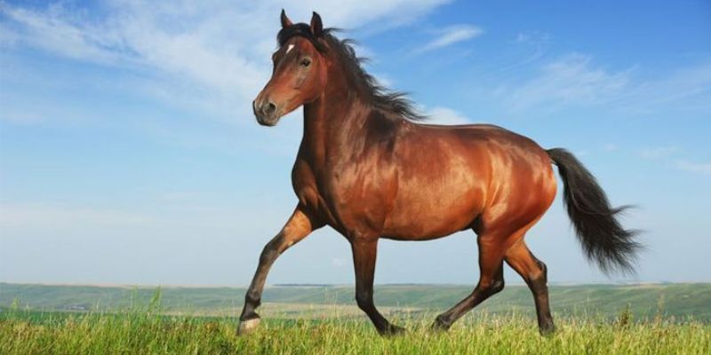 Một vài nét về mơ thấy ngựa