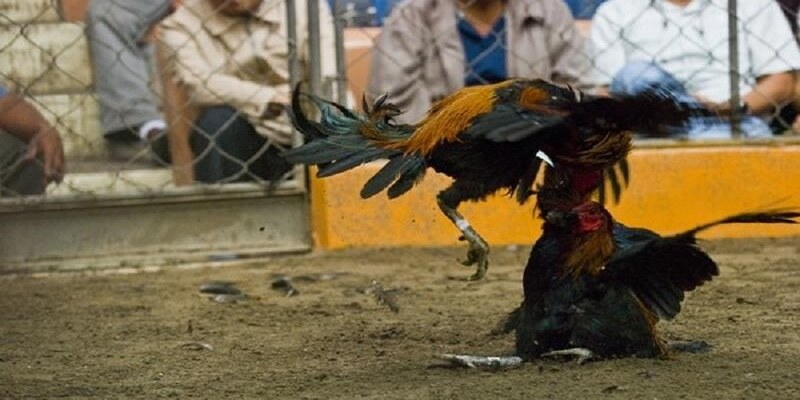 Nắm rõ thông tin về chiến kê để lựa chọn chiến kê dễ thắng